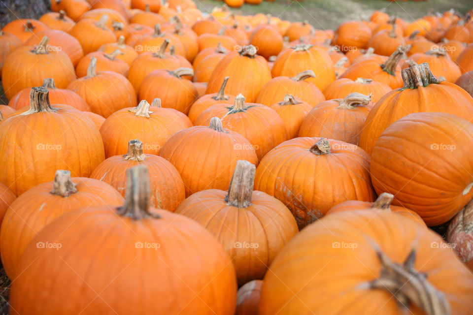 Pumpkin Patch