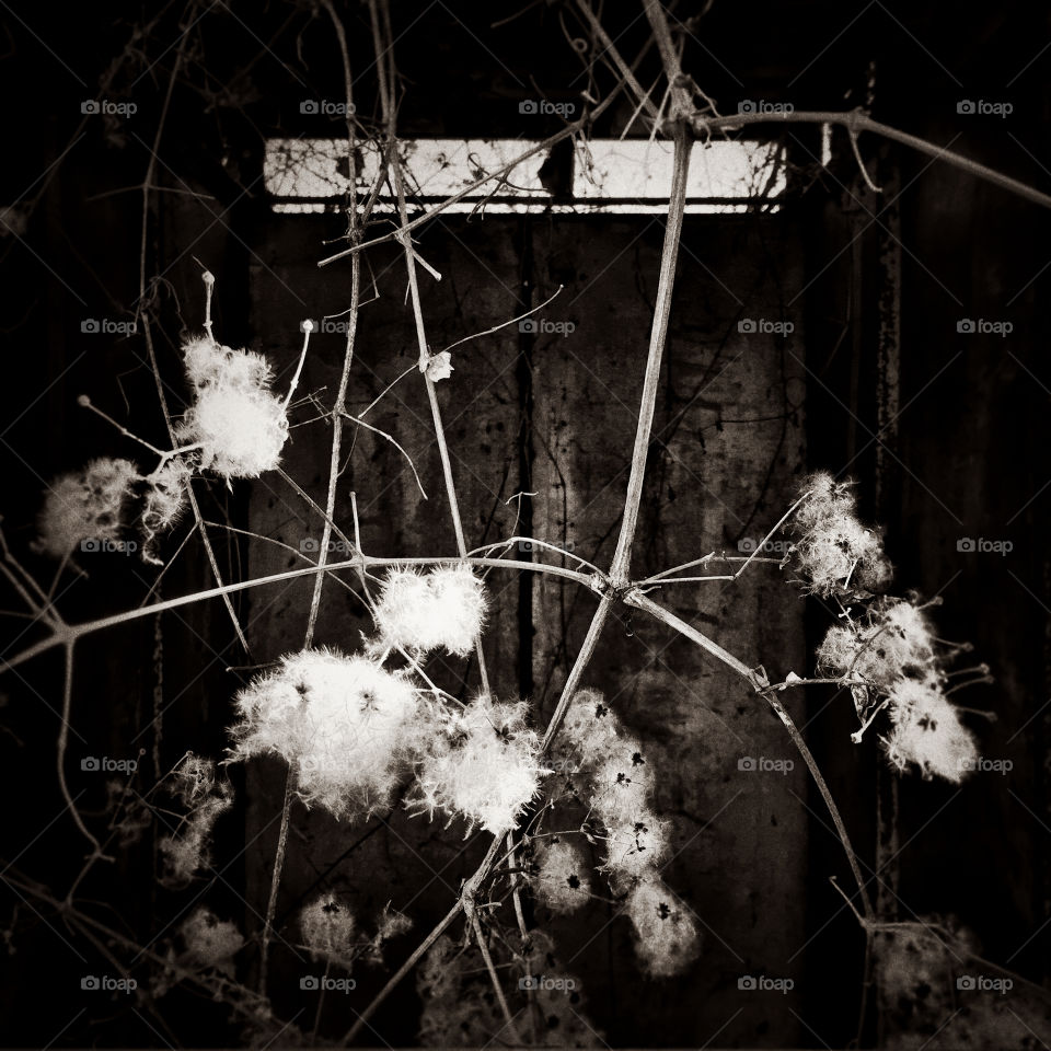 Black and white flowers 