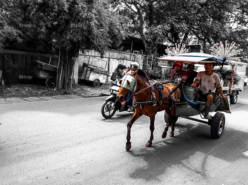 "delman" horse power transportation is still in use in Indonesia, "delman" horse power transportation is still in use in Indonesia, but quite difficult in the city to find grass