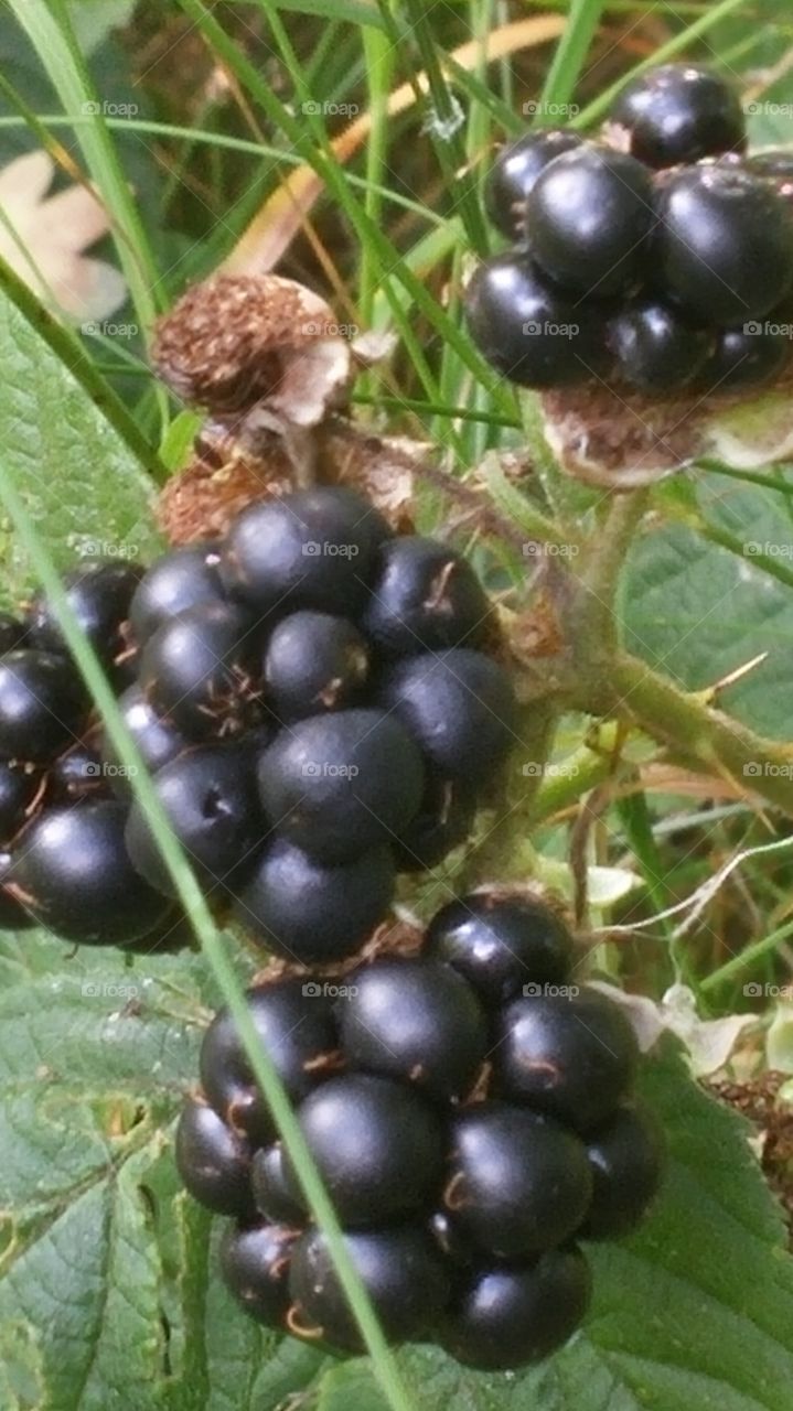 #Blackberries