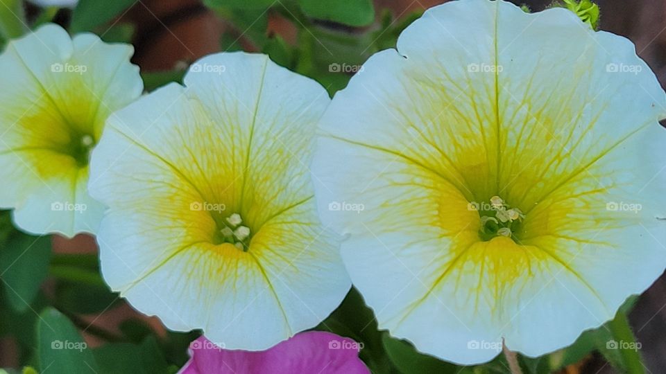 Petunia flowers in the summer heat