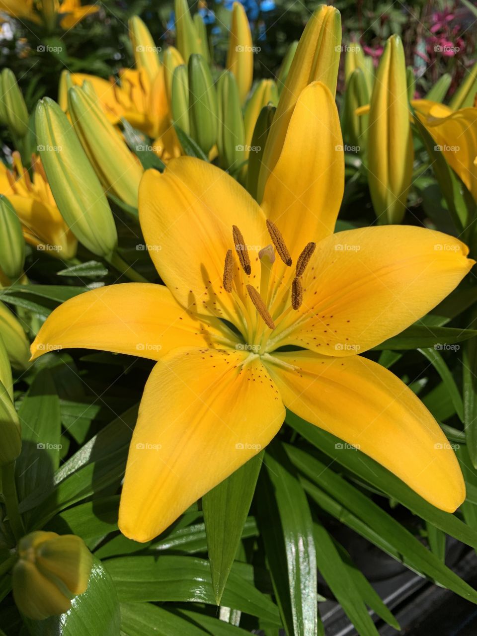 
The sign of spring - A close up of a Yellow Lilium brownii with Flower Seeds. Yellow lilies symbolizes thankfulness and desire for enjoyment.