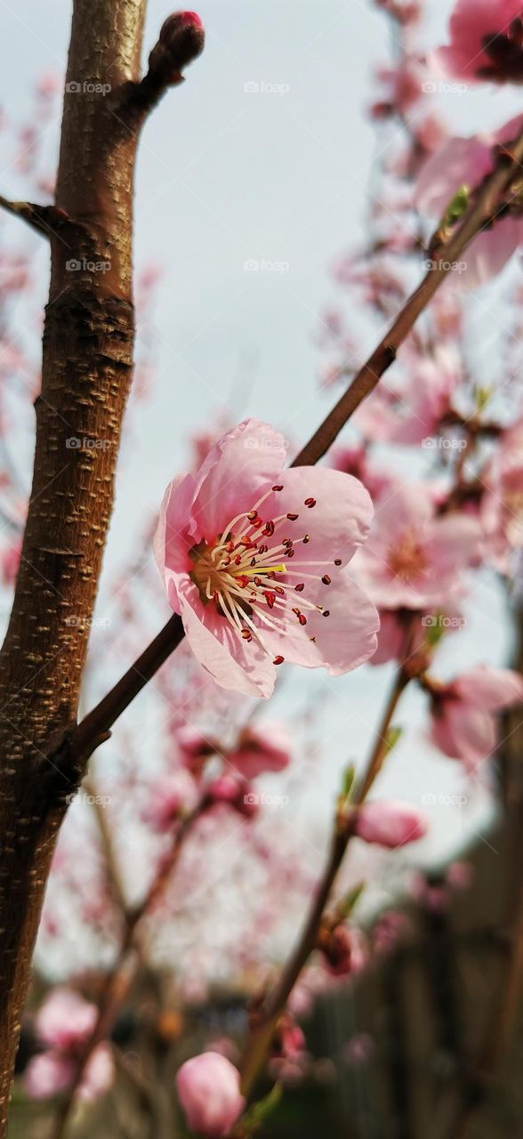 Peach blossom 🌸