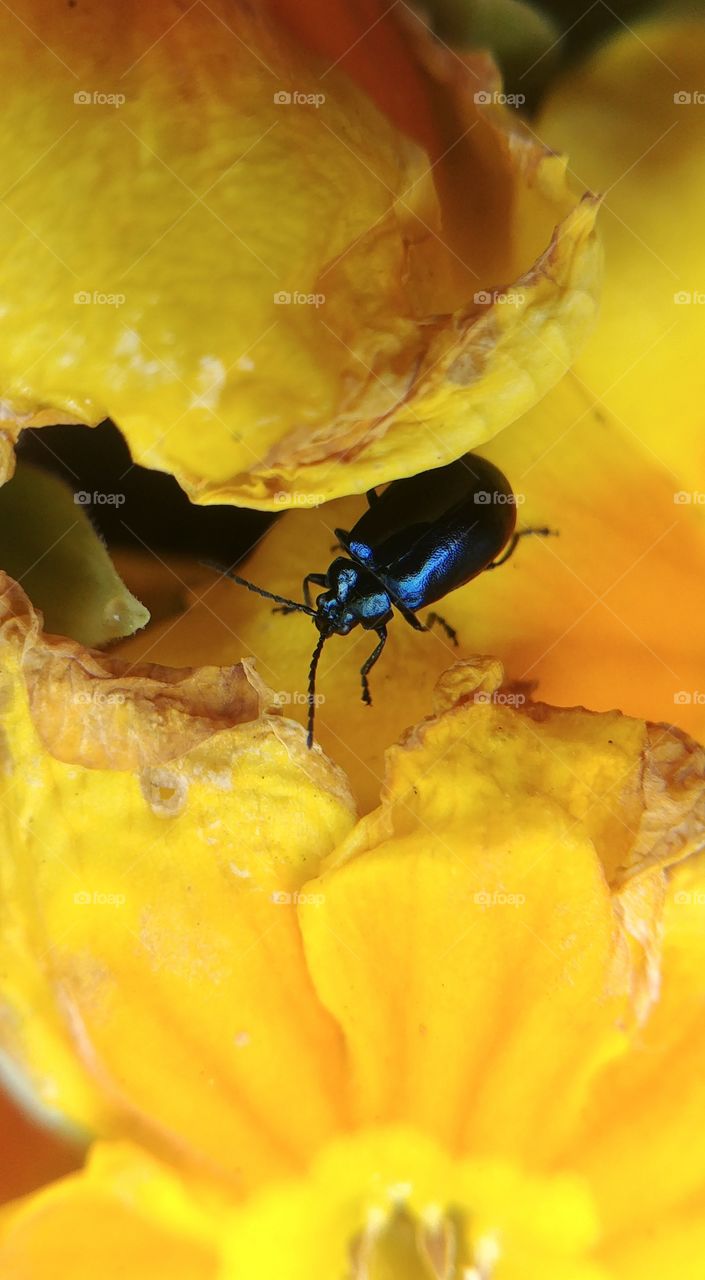käfer insekt yellow blue blau gelb