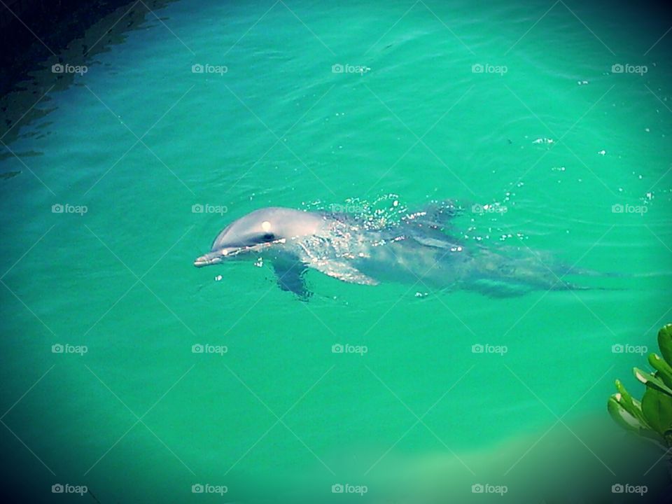 Beautiful dolphin enjoying the ocean