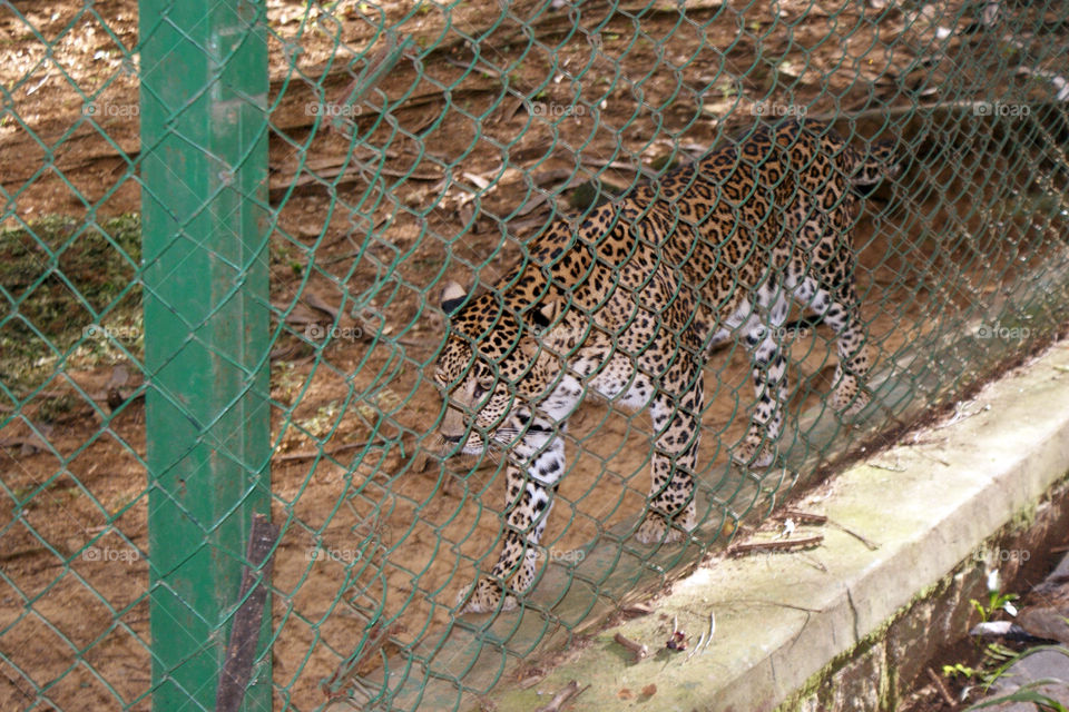 In cage, but still has its magnetic and dynamic power.