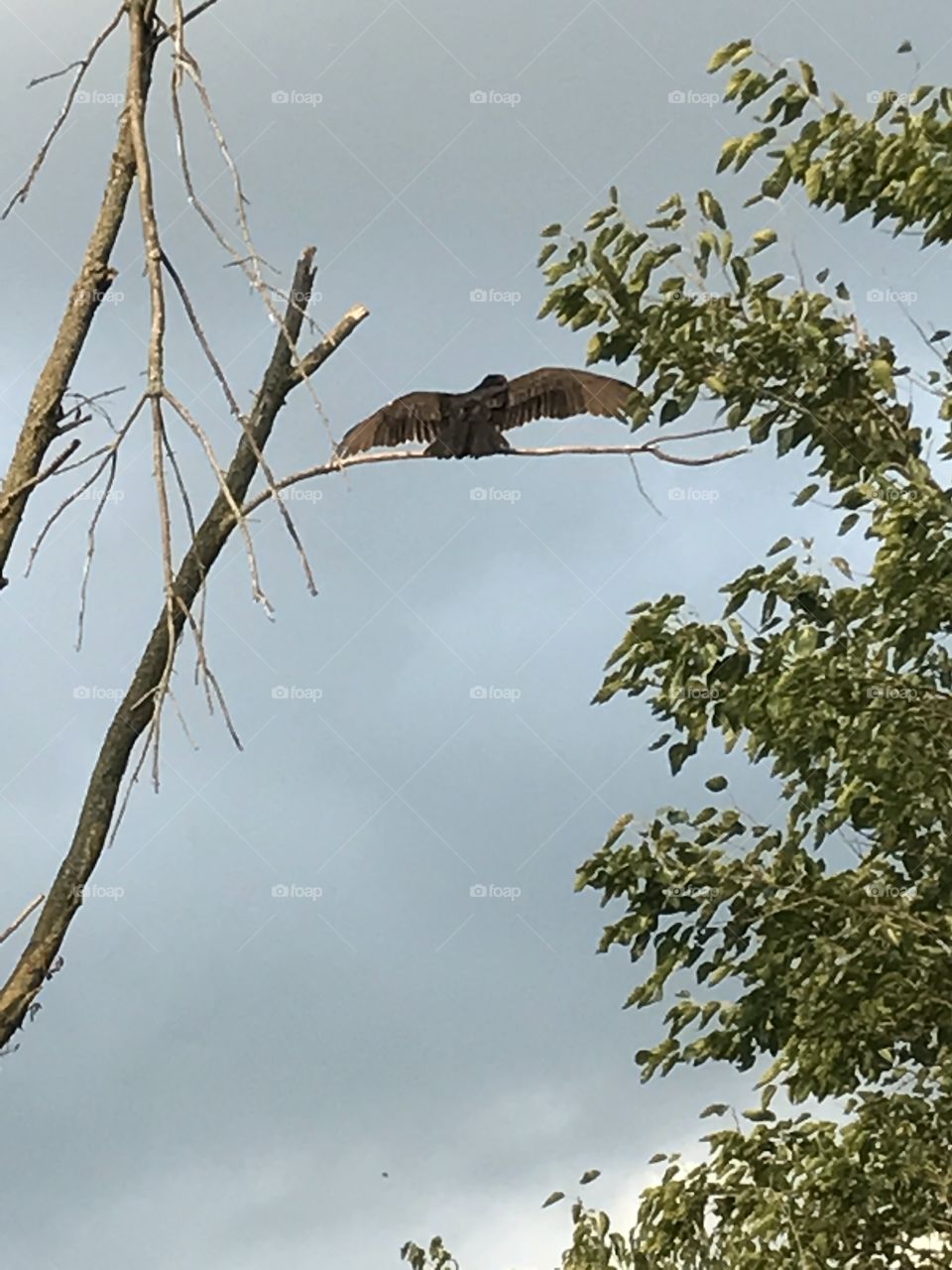 Vulture with wings spread, back view
