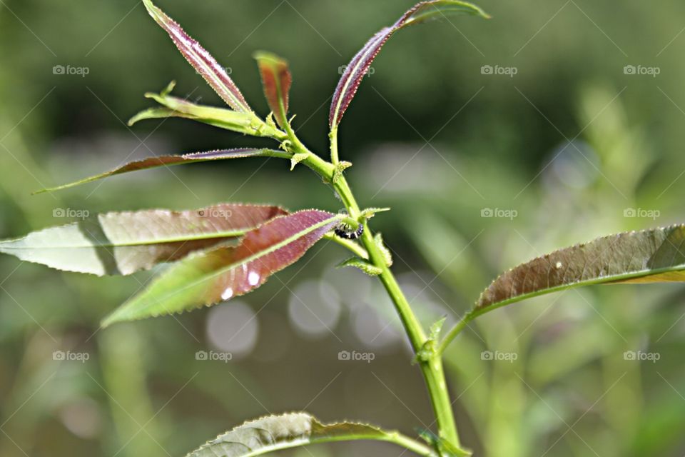 Beetle on plants