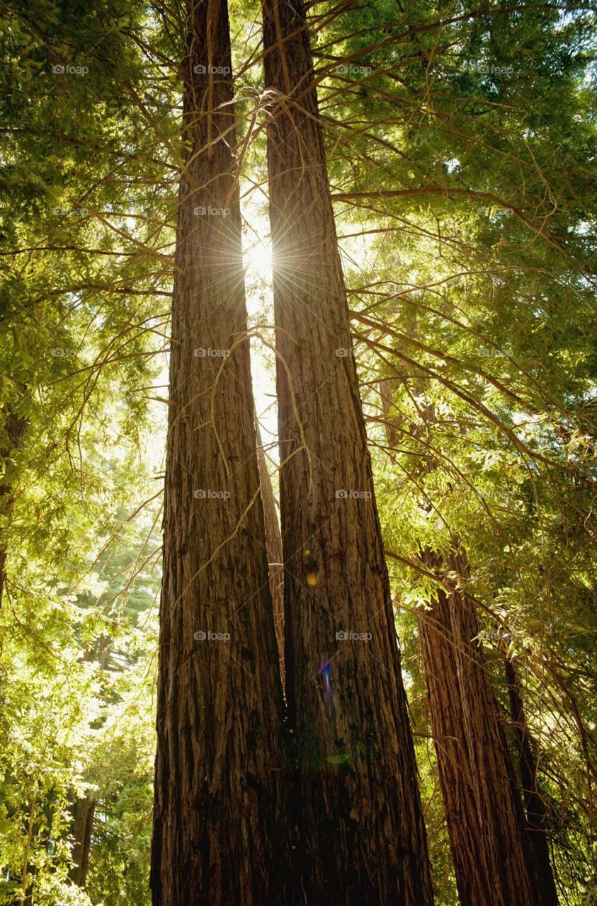 Sunlight through the redwood trees, Big Sur,  California; Playing with light 