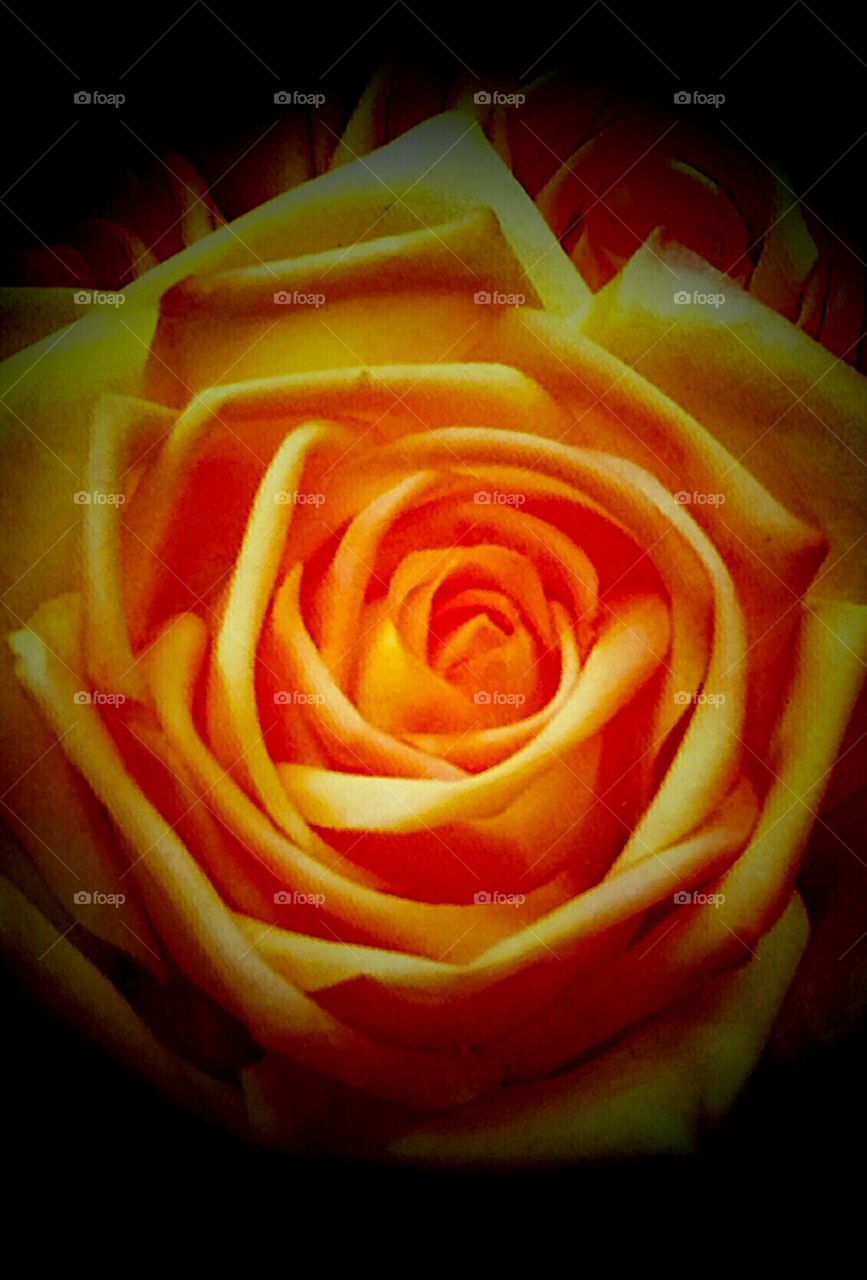 Rose, Flower, No Person, Love, Petal