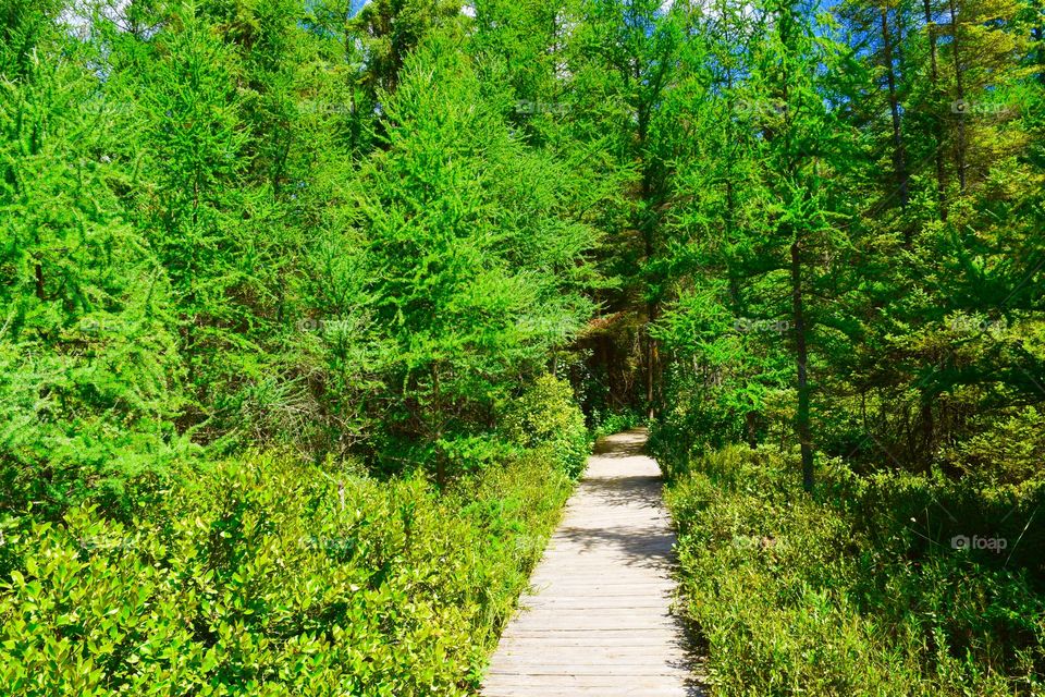 View of boardwalk in forest