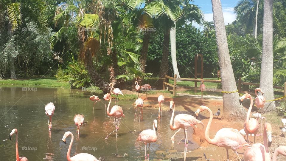 flamingo park. flamingoes in florida park