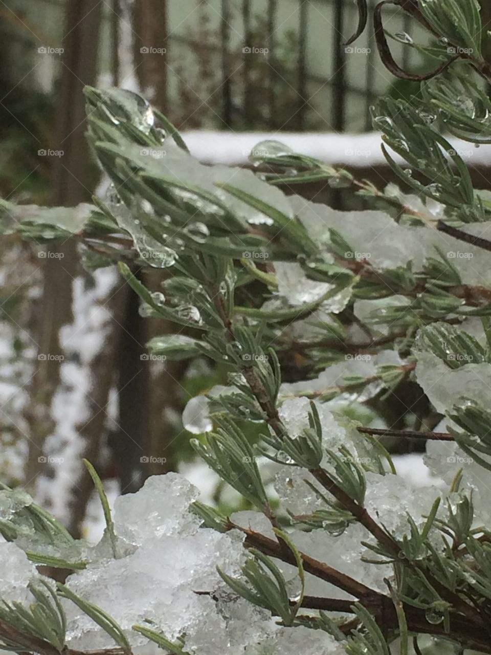 Frozen lavender