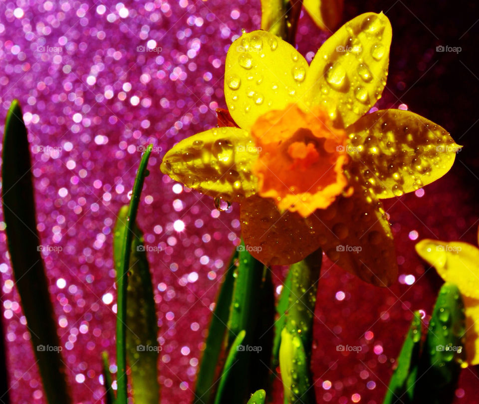 Daffodil in spring bloom