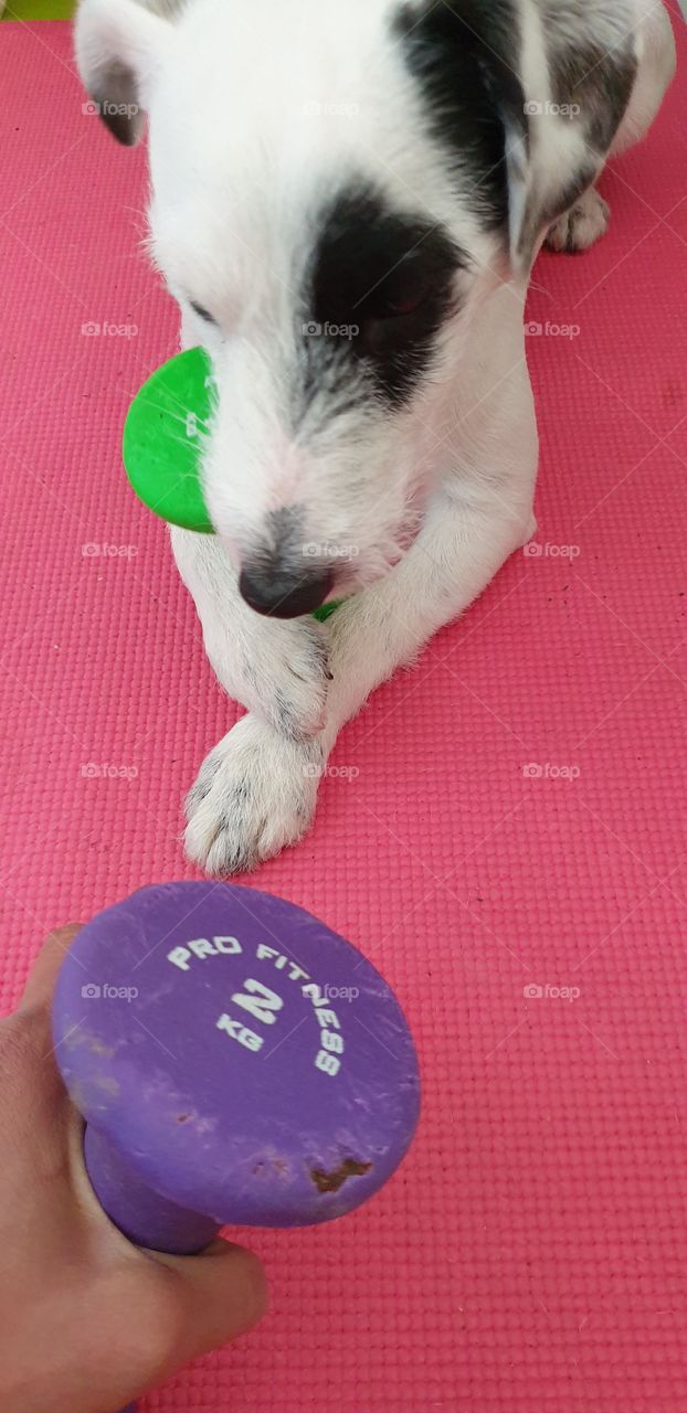 Funny Parson Russell Terrier