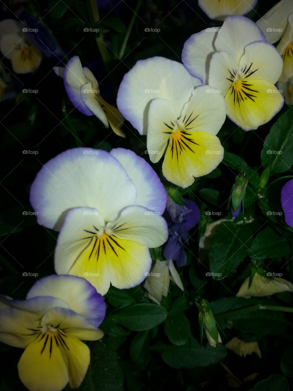 pansy
