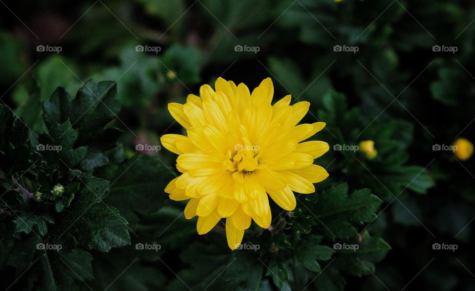 Yellow flower