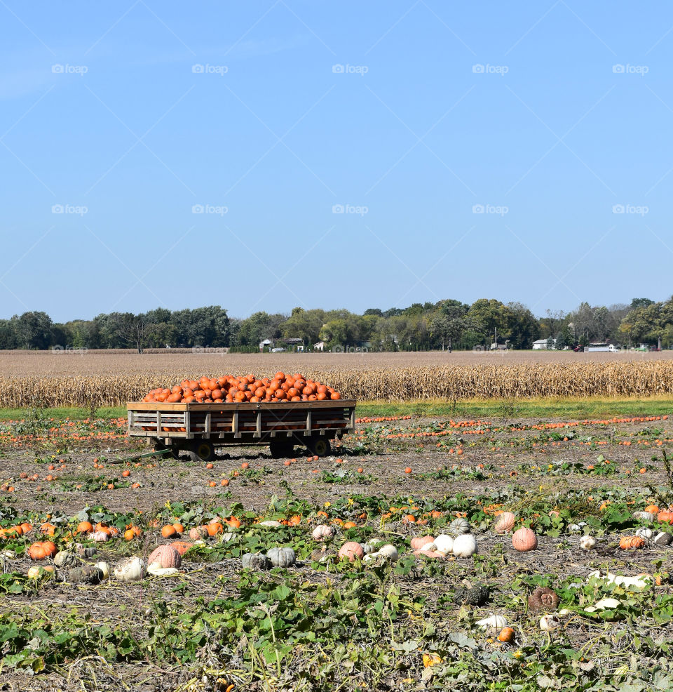 Harvesting pumpkins