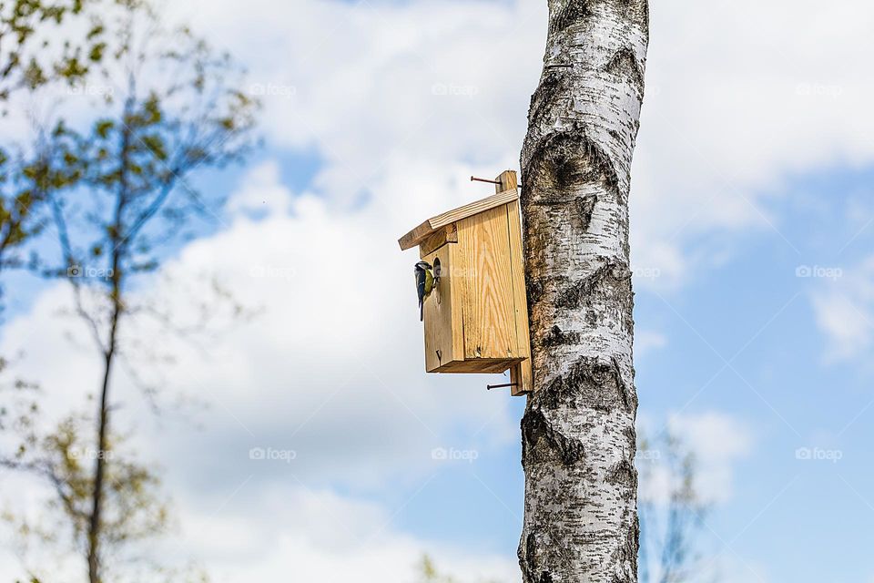 Birdhouse on a birch tree against a blue sky.