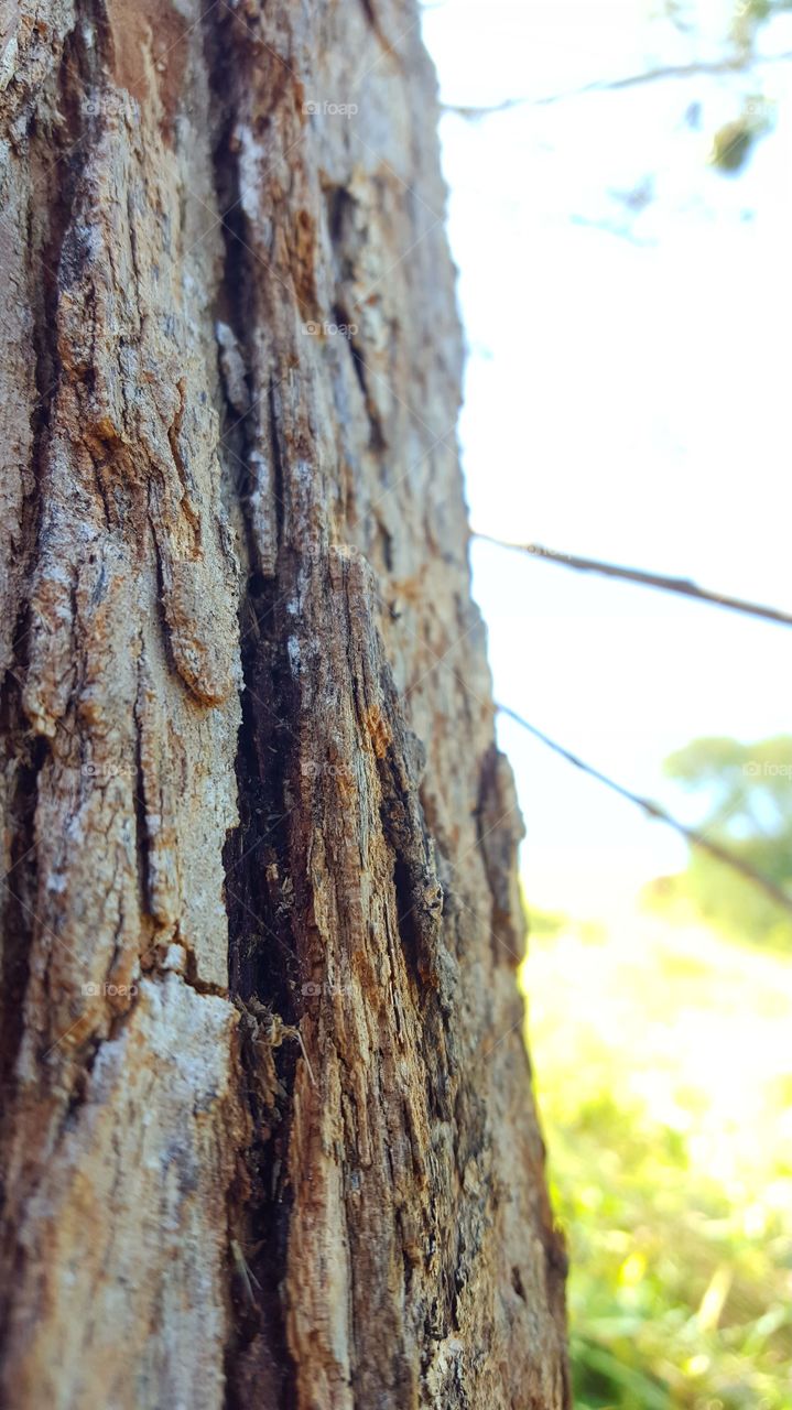 Creative texture Casca