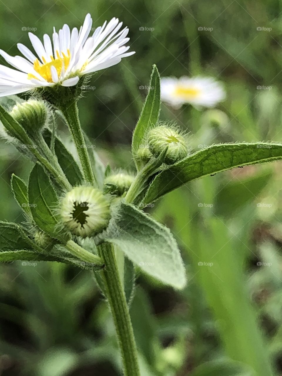 Little flowers