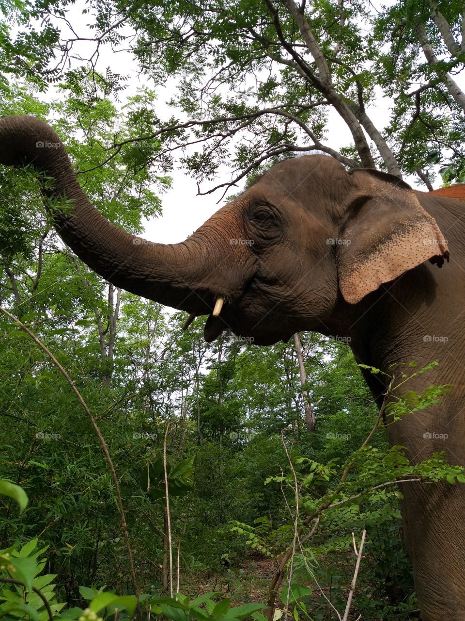 elephant is looking for food.