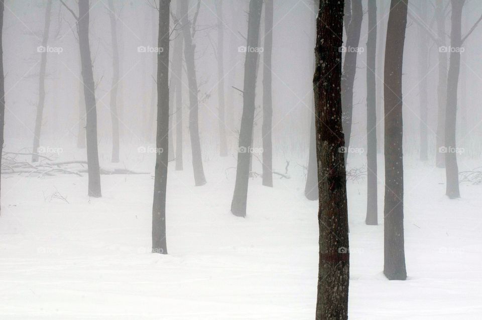 beech forest. trunks of beech in winter mist