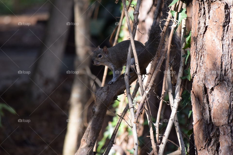 Squirrel on tree