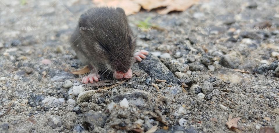 Baby mouse