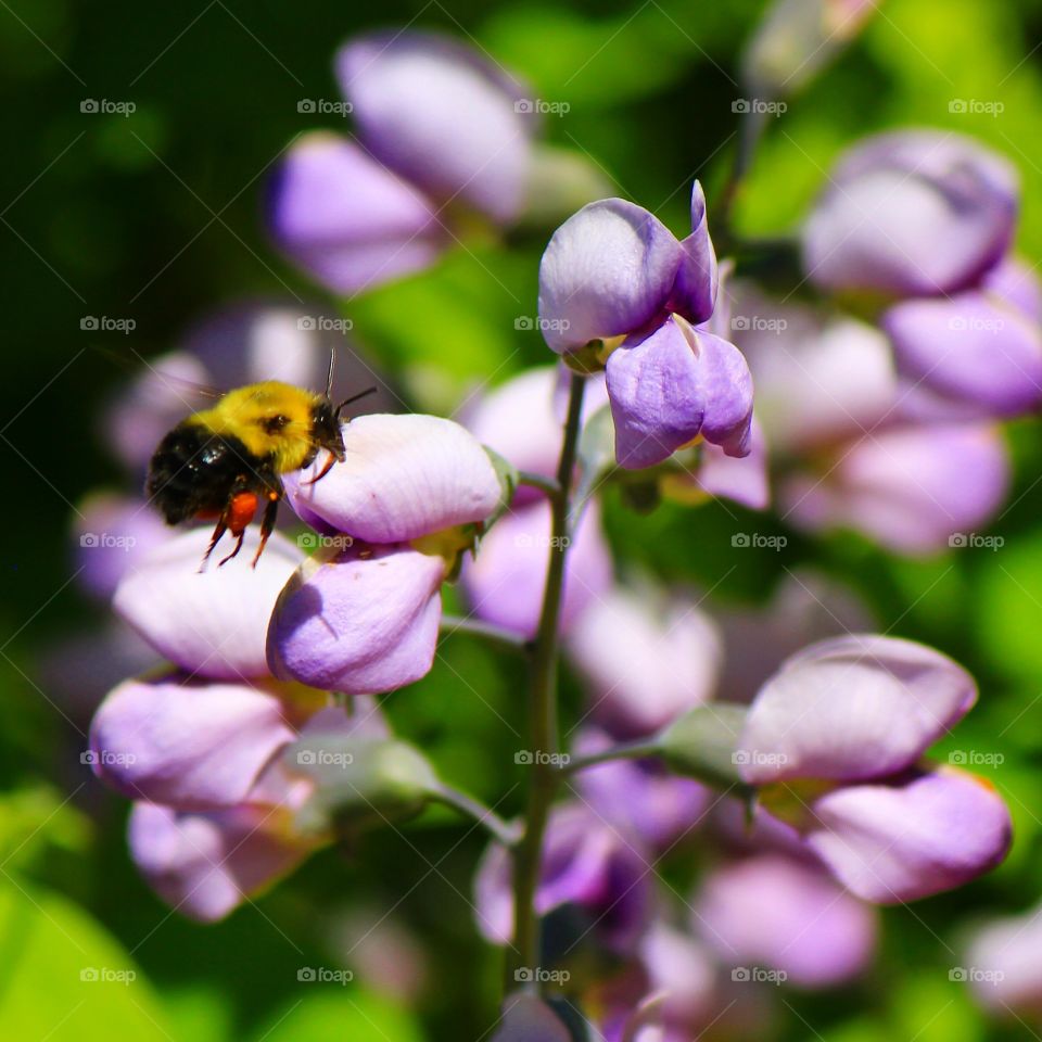 Bee pollinating on purple flower