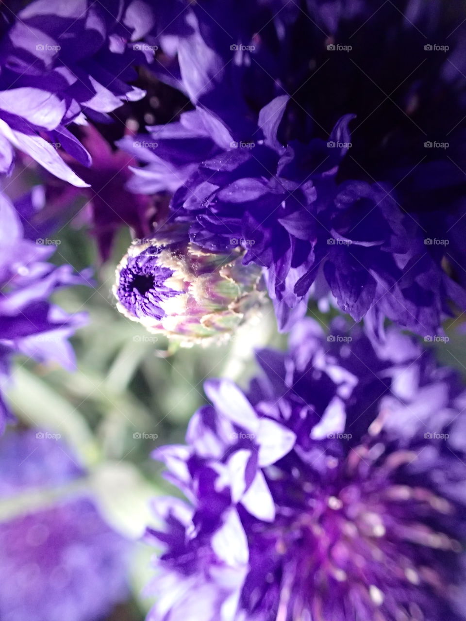 Blüte, lila, Knospe 
