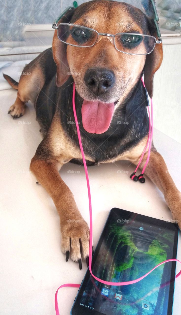 Dogs can use gadgets too😂