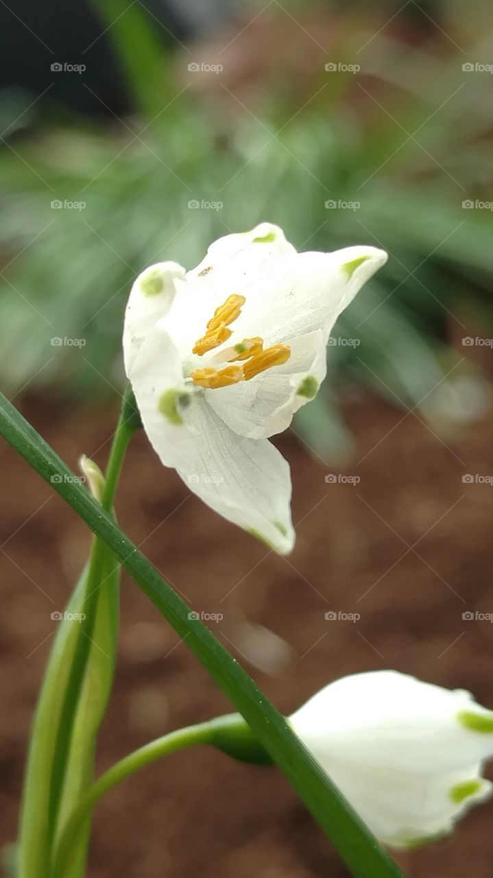 pretty flowers