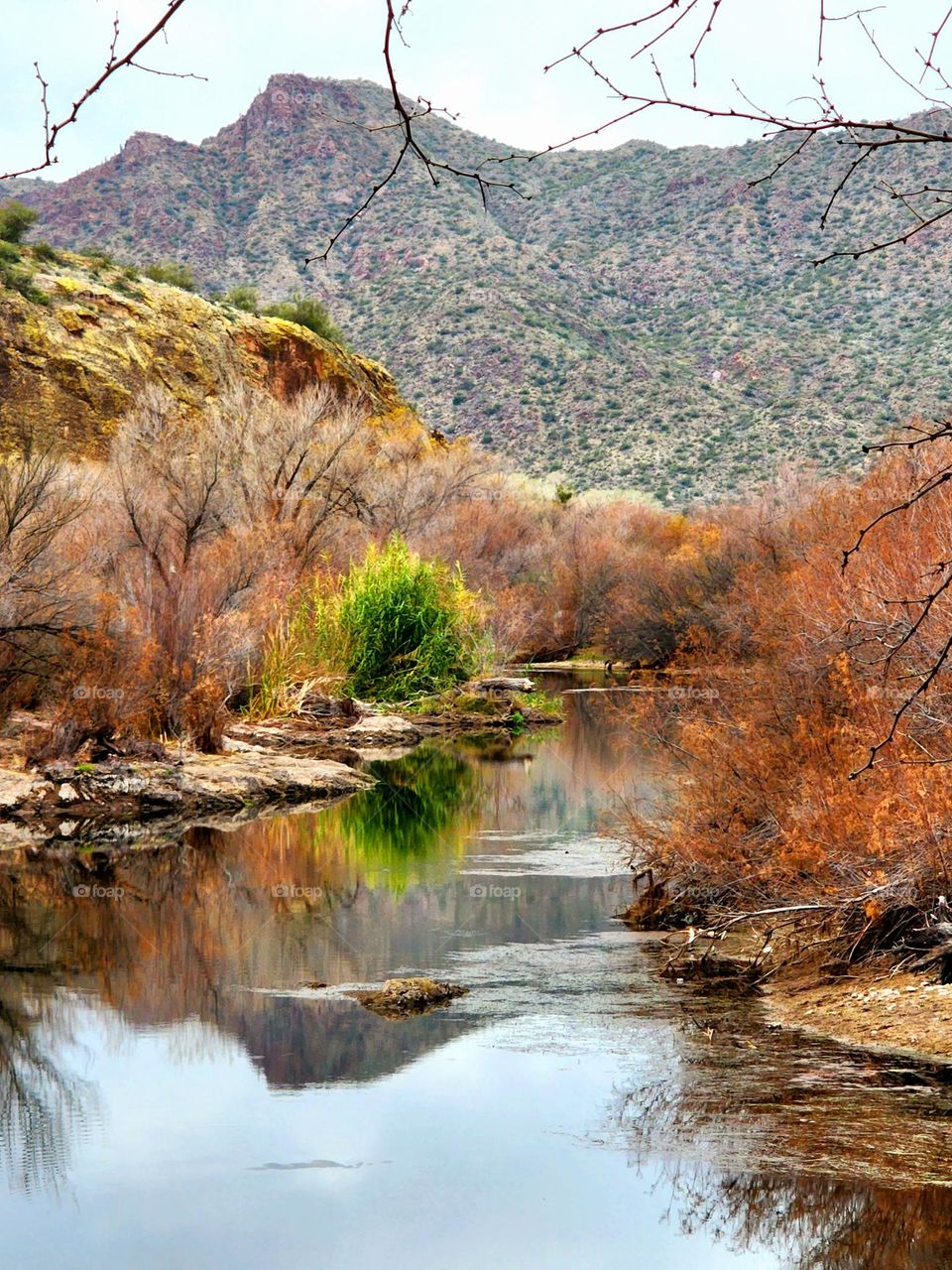 Early winter finds trees still changing color in the challenging environment of the Sonoran desert in Arizona
