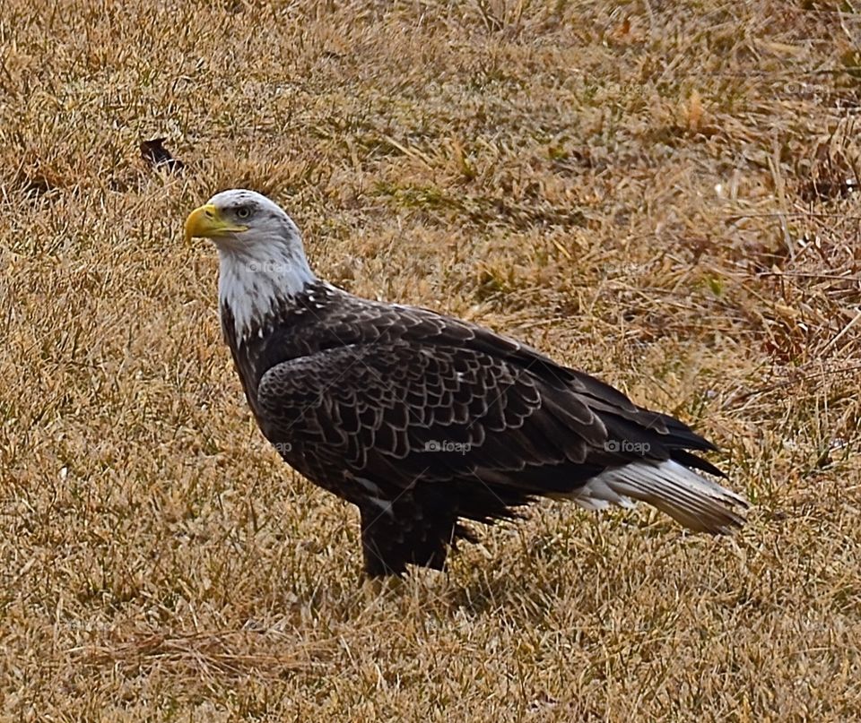 American Bald Eagle