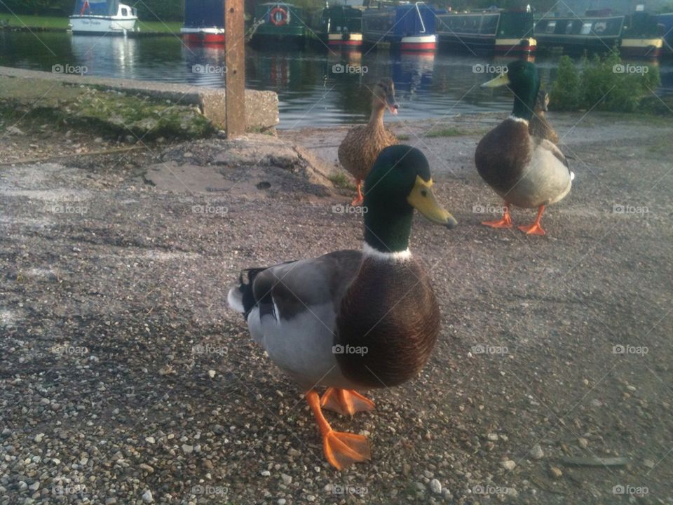 Ducks