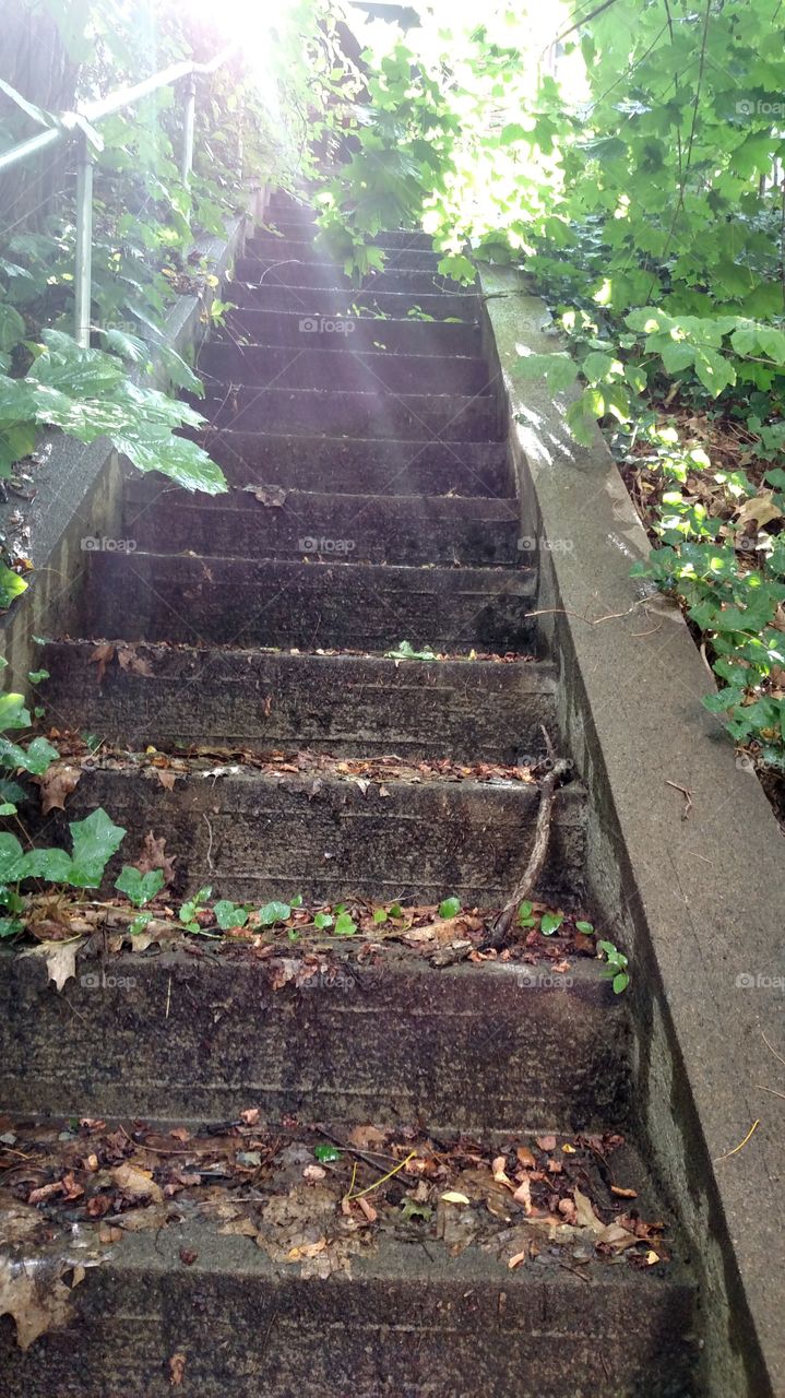 stairs and ivy