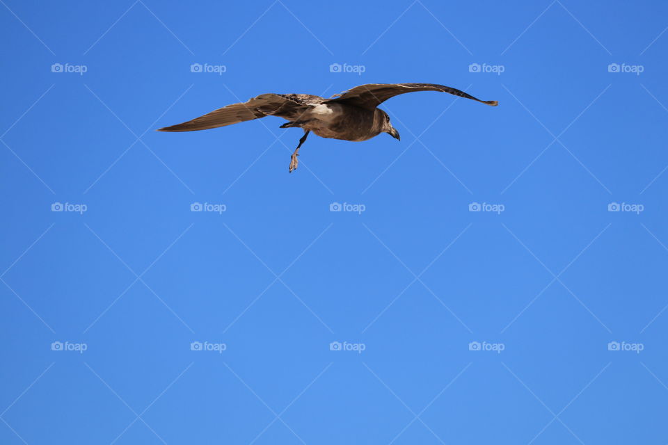 Full bird soaring on wind current over ocean on vivid clear blue day