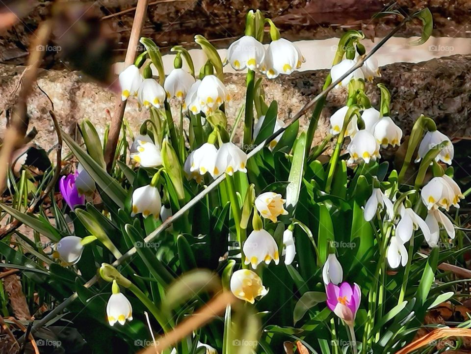 Snowdrops and crocus