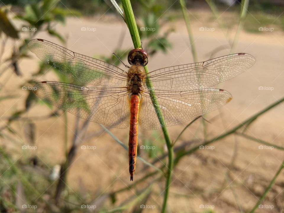 Dragon fly