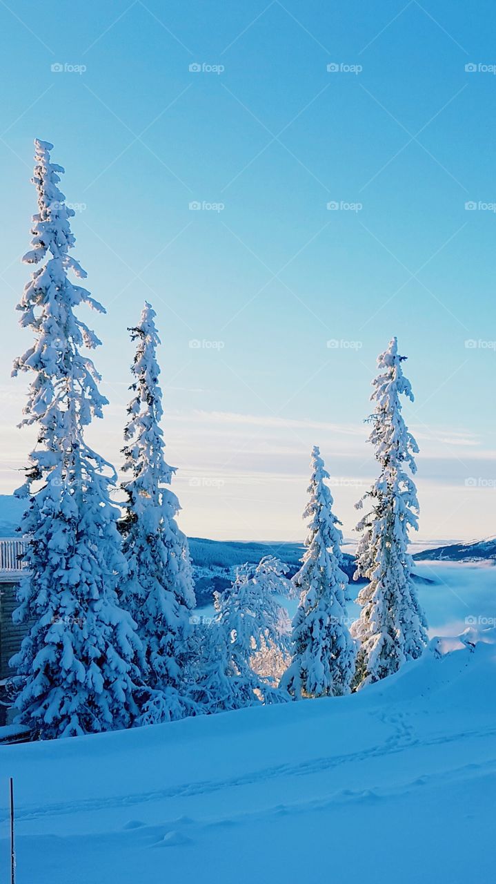 Snow-covered firs.