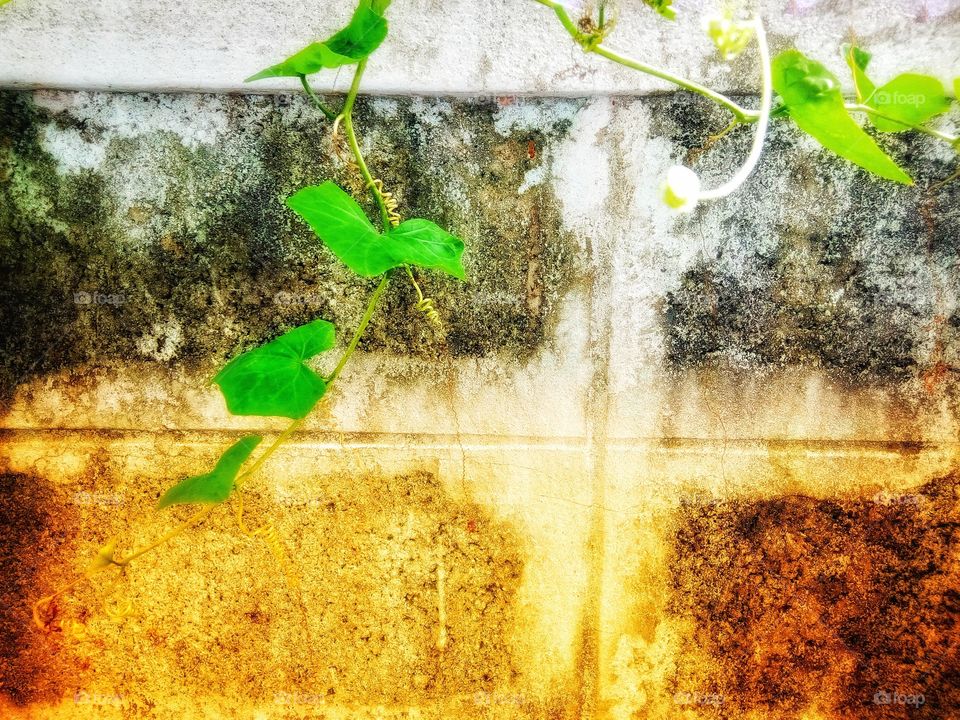 Green vine on the wall.