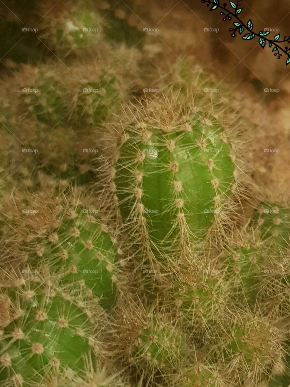 cactus...🌵
