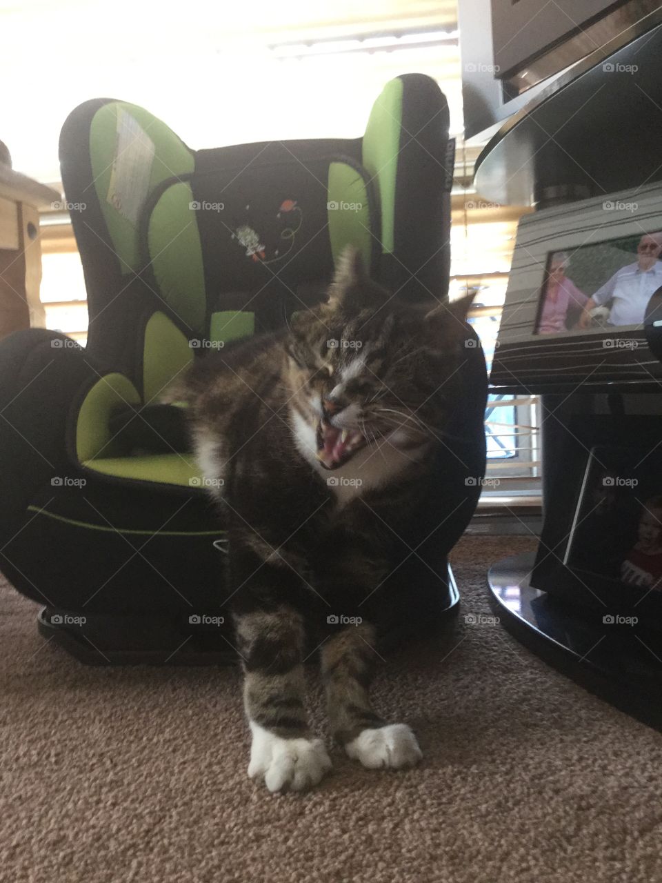 Cat yawning looking like it's laughing 