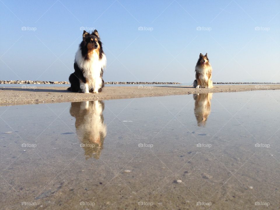 My dogs sitting at the beach, sitting near the sea and close to water so that I could catch their reflection in this warm almost winter sunny morning on the shore