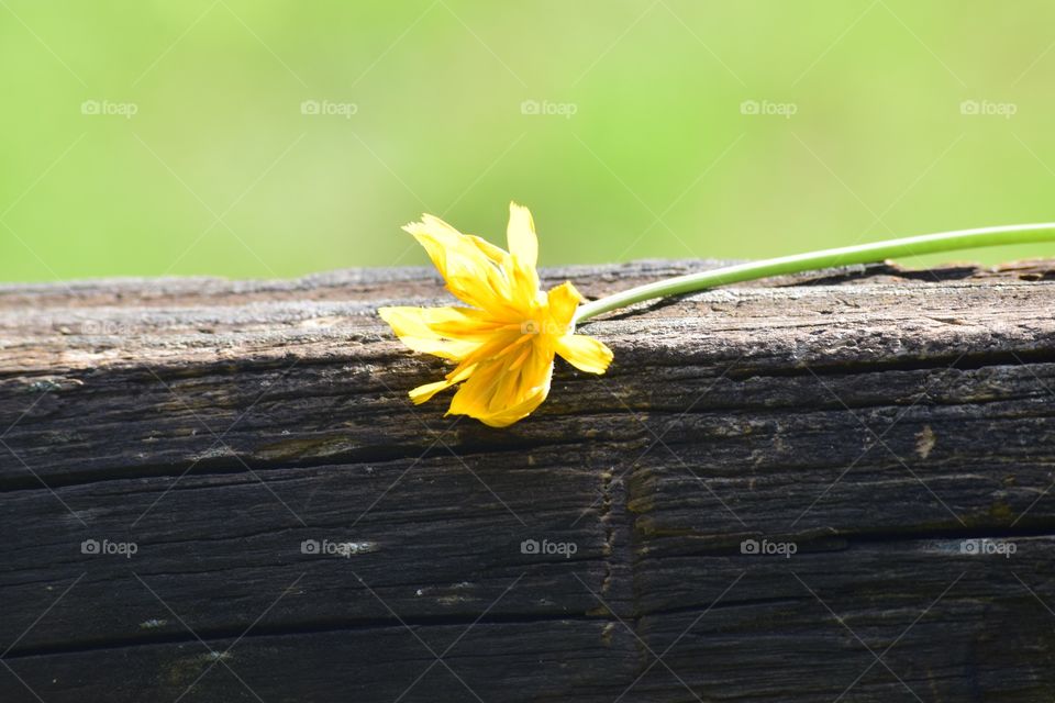 Yellow wildflower