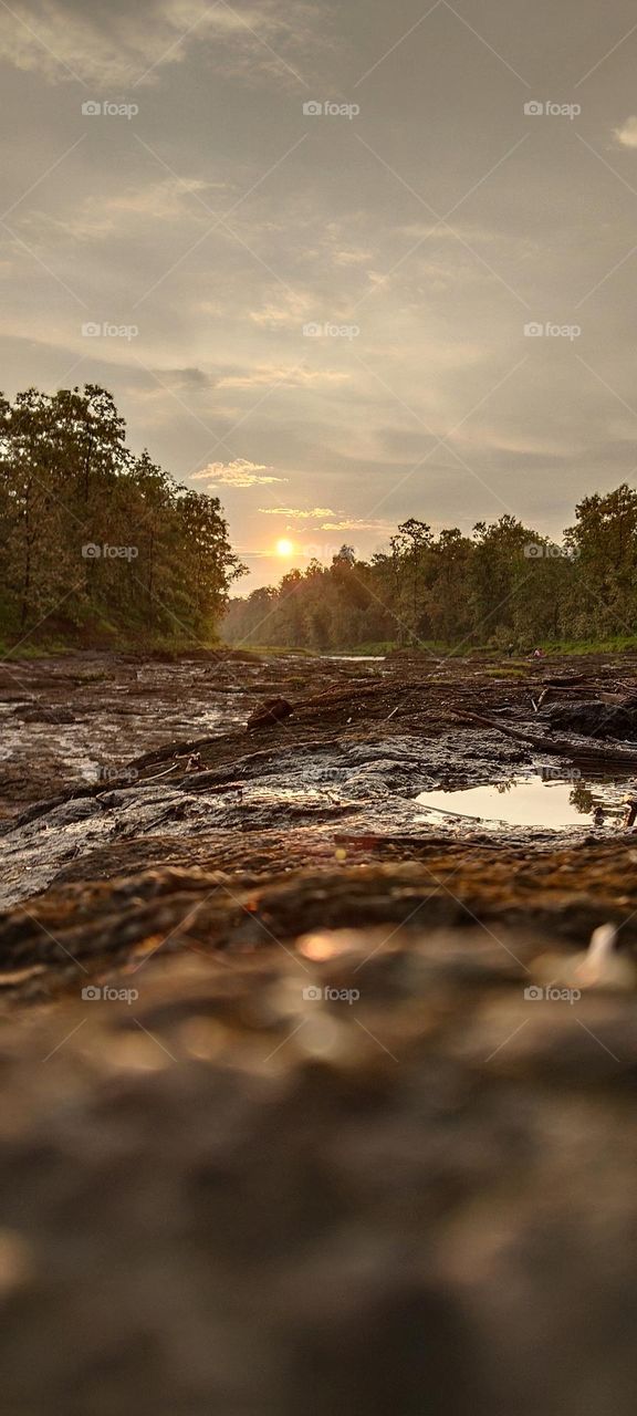nature and evening time  forrest sun