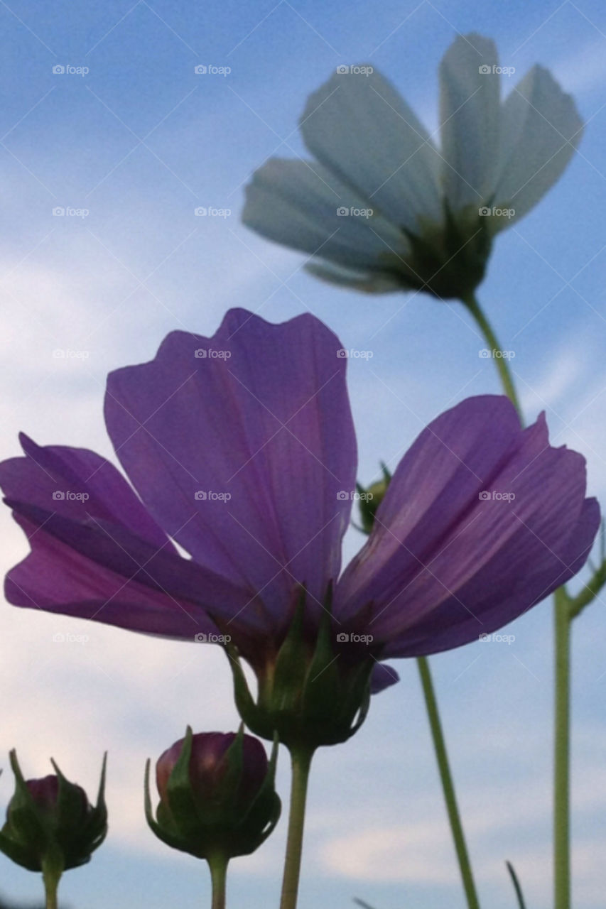 sky nature flower blue by jerseyjewels