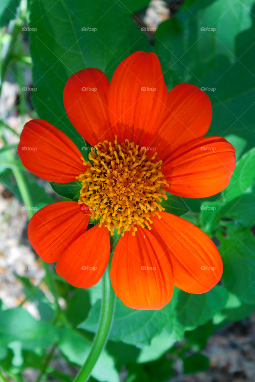 Mexican Flame Sunflowers! These flowers attract butterflies,bird, and bees! 