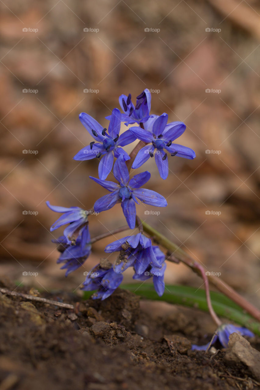 Blue flowers in forest